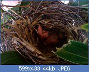 Cliquez sur l'image pour la voir en taille relle

Nom : Northern_cardinal_hatchling.jpg
Affichages : 91
Taille : 44,2 Ko
ID : 110781