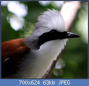 Cliquez sur l'image pour la voir en taille relle

Nom : 1024px-WHITE-CRESTED_LAUGHING_THRUSH_(6939188830).jpg
Affichages : 40
Taille : 63,4 Ko
ID : 117524