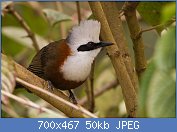 Cliquez sur l'image pour la voir en taille relle

Nom : White-crested_Laughingthrush_Garrulax_leucolophus_07.01.2014_Aritar_Lake,_East_Sikkim,_India.jpg
Affichages : 37
Taille : 49,6 Ko
ID : 117526