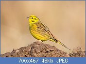 Cliquez sur l'image pour la voir en taille relle

Nom : Goldammer_Emberiza_citrinella.jpg
Affichages : 74
Taille : 47,6 Ko
ID : 110012