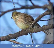 Cliquez sur l'image pour la voir en taille relle

Nom : 1024px-Emberiza_Citrinella_Oulu_20120303.jpg
Affichages : 67
Taille : 60,2 Ko
ID : 110015