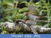 Cliquez sur l'image pour la voir en taille relle

Nom : Red-browed_finch_mating.jpg
Affichages : 263
Taille : 63,0 Ko
ID : 118993