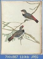 Cliquez sur l'image pour la voir en taille relle

Nom : John_Lewin_-_Spotted_grossbeak.Lewin,_John._Birds_of_New_South_Wales_with_their_natural_history..jpg
Affichages : 267
Taille : 109,7 Ko
ID : 118982