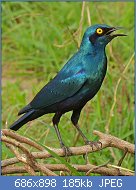 Cliquez sur l'image pour la voir en taille relle

Nom : Greater_Blue-eared_Starling_(Lamprotornis_chalybaeus)_(6012204802).jpg
Affichages : 260
Taille : 184,6 Ko
ID : 122996