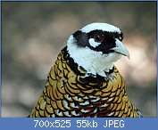 Cliquez sur l'image pour la voir en taille relle

Nom : 1280px-Reeve's_Pheasant_male_RWD5.jpg
Affichages : 84
Taille : 55,3 Ko
ID : 122141