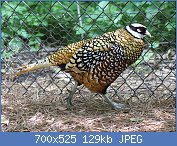 Cliquez sur l'image pour la voir en taille relle

Nom : 1280px-Reeve's_Pheasant_male_RWD4.jpg
Affichages : 89
Taille : 128,5 Ko
ID : 122142