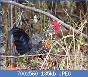 Cliquez sur l'image pour la voir en taille relle

Nom : 20140307_8901_Tadoba_Coq_de_Sonnerat.jpg
Affichages : 272
Taille : 134,8 Ko
ID : 123436