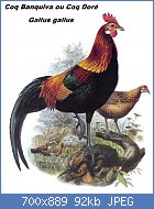 Cliquez sur l'image pour la voir en taille réelle
Nom : coq.bankiva.dage.0g.jpg
Affichages : 2092
Taille : 92,3 Ko
ID : 123439