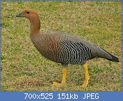 Cliquez sur l'image pour la voir en taille relle

Nom : Upland_Goose_(Chloephaga_picta)_female_(6950512918).jpg
Affichages : 90
Taille : 151,2 Ko
ID : 121052