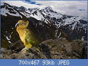 Cliquez sur l'image pour la voir en taille relle

Nom : kea-et-montagne.jpg
Affichages : 377
Taille : 93,1 Ko
ID : 106852