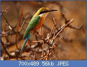 Cliquez sur l'image pour la voir en taille relle

Nom : Somali_Bee-eater,_Merops_revoilii.jpg
Affichages : 60
Taille : 55,5 Ko
ID : 112766