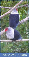 Cliquez sur l'image pour la voir en taille relle

Nom : 800px-Seychelles_Blue_Pigeon.jpg
Affichages : 67
Taille : 133,8 Ko
ID : 121951