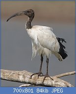 Cliquez sur l'image pour la voir en taille relle

Nom : 800px-African_Sacred_Ibis,_Threskiornis_aethiopicus,_at_Pilanesberg_National_Park,_South_Africa_.jpg
Affichages : 88
Taille : 84,4 Ko
ID : 118847