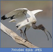 Cliquez sur l'image pour la voir en taille relle

Nom : 1280px-African_Sacred_Ibis,_Threskiornis_aethiopicus,_at_Pilanesberg_National_Park,_South_Africa.jpg
Affichages : 87
Taille : 60,8 Ko
ID : 118849