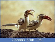 Cliquez sur l'image pour la voir en taille relle

Nom : 1280px-Red-billed_Hornbills_(Tockus_erythrorhynchus).jpg
Affichages : 257
Taille : 62,2 Ko
ID : 122959