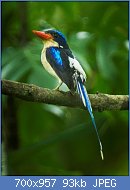 Cliquez sur l'image pour la voir en taille relle

Nom : Common_Paradise-Kingfisher_-_Halmahera_S4E4008.jpg
Affichages : 67
Taille : 93,3 Ko
ID : 122213