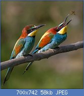 Cliquez sur l'image pour la voir en taille relle

Nom : Pair_of_Merops_apiaster_feeding.jpg
Affichages : 65
Taille : 58,0 Ko
ID : 122208