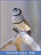 Cliquez sur l'image pour la voir en taille relle

Nom : Double-barred_Finch_(Taeniopygia_bichenovii)_-_Flickr_-_Lip_Kee.jpg
Affichages : 266
Taille : 82,0 Ko
ID : 118995