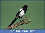 Cliquez sur l'image pour la voir en taille relle

Nom : 01-Magpie.jpg
Affichages : 22
Taille : 29,2 Ko
ID : 111193