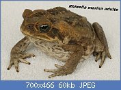 Cliquez sur l'image pour la voir en taille relle

Nom : CSIRO_ScienceImage_3454_Cane_Toad.jpg
Affichages : 60
Taille : 60,1 Ko
ID : 117633