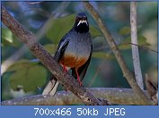 Cliquez sur l'image pour la voir en taille relle

Nom : Red-legged_thrush_(Turdus_plumbeus_rubripes)_chest.jpg
Affichages : 45
Taille : 50,1 Ko
ID : 121210