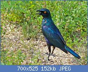 Cliquez sur l'image pour la voir en taille relle

Nom : Greater_Blue-eared_Starling_(Lamprotornis_chalybaeus)_(6035291901).jpg
Affichages : 50
Taille : 152,4 Ko
ID : 121214