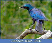 Cliquez sur l'image pour la voir en taille relle

Nom : Greater_Blue-eared_Starling_(Lamprotornis_chalybaeus)_(8387233712).jpg
Affichages : 54
Taille : 68,1 Ko
ID : 121215