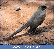 Cliquez sur l'image pour la voir en taille relle

Nom : Cosmopsarus_unicolor_Ashy_Starling.jpg
Affichages : 51
Taille : 108,3 Ko
ID : 121221