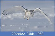 Cliquez sur l'image pour la voir en taille relle

Nom : 1280px-Snowy-Owl.1.jpg
Affichages : 74
Taille : 23,5 Ko
ID : 120422