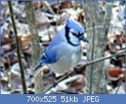 Cliquez sur l'image pour la voir en taille relle

Nom : 120px-Blue_Jay-27527.jpg
Affichages : 57
Taille : 51,3 Ko
ID : 118308