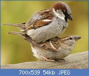 Cliquez sur l'image pour la voir en taille relle

Nom : moineau-domestique-vallee-des-singes-240410-102.jpg
Affichages : 27
Taille : 54,2 Ko
ID : 113313