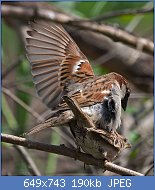 Cliquez sur l'image pour la voir en taille relle

Nom : Mating_house_sparrows.jpg
Affichages : 69
Taille : 190,1 Ko
ID : 113319