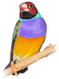 Nom : gf_gouldian.png
Affichages : 275
Taille : 17,5 Ko