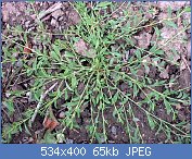 Cliquez sur l'image pour la voir en taille réelle
Nom : polygonum_aviculare1.jpg
Affichages : 3011
Taille : 64,6 Ko
ID : 84564