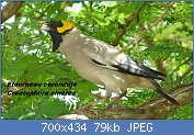 Cliquez sur l'image pour la voir en taille relle

Nom : Wattled_Starling_(Creatophora_cinerea)_(6017306206),_crop.jpg
Affichages : 30
Taille : 78,7 Ko
ID : 113340