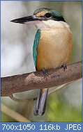 Cliquez sur l'image pour la voir en taille relle

Nom : Sacred_kingfisher_nov08.jpg
Affichages : 255
Taille : 115,7 Ko
ID : 123604