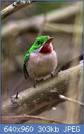 Cliquez sur l'image pour la voir en taille relle

Nom : Broad_billed_tody_2.jpg
Affichages : 87
Taille : 302,8 Ko
ID : 120342