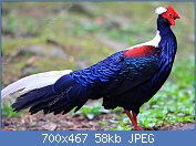 Cliquez sur l'image pour la voir en taille relle

Nom : depositphotos_44848017-stock-photo-swinhoes-pheasant-lophura-swinhoii-in.jpg
Affichages : 53
Taille : 58,1 Ko
ID : 122372