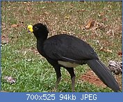 Cliquez sur l'image pour la voir en taille relle

Nom : Crax_rubra_(Great_Curassow)_-_male.jpg
Affichages : 83
Taille : 94,4 Ko
ID : 122065