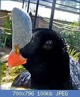 Cliquez sur l'image pour la voir en taille relle

Nom : 800px-Southern_Helmeted_Curassow.jpg
Affichages : 82
Taille : 99,9 Ko
ID : 122068