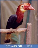 Cliquez sur l'image pour la voir en taille relle

Nom : Writhed-billed_Hornbill_(Bentley).jpg
Affichages : 377
Taille : 91,1 Ko
ID : 88073