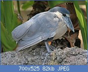 Cliquez sur l'image pour la voir en taille relle

Nom : 1280px-Boat-billed_Heron_RWD4.jpg
Affichages : 85
Taille : 82,3 Ko
ID : 119241