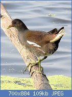 Cliquez sur l'image pour la voir en taille relle

Nom : Eurasian_Moorhen_Gallinula_chloropus_by_Dr._Raju_Kasambe_DSCN7258_(17).jpg
Affichages : 54
Taille : 109,4 Ko
ID : 122376