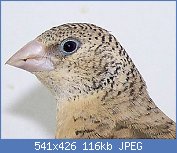 Cliquez sur l'image pour la voir en taille relle

Nom : tte femelle amadina fasciata.JPG
Affichages : 3028
Taille : 115,7 Ko
ID : 74153
