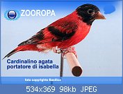 Cliquez sur l'image pour la voir en taille relle

Nom : cardinal-agata-port-isabell.jpg
Affichages : 281
Taille : 97,8 Ko
ID : 123216