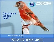 Cliquez sur l'image pour la voir en taille relle

Nom : cardinalina-topazio-agata.jpg
Affichages : 271
Taille : 82,0 Ko
ID : 123219