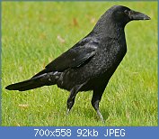 Cliquez sur l'image pour la voir en taille relle

Nom : Carrion_Crow_(Corvus_corone)_(25657205900).jpg
Affichages : 275
Taille : 91,9 Ko
ID : 114778