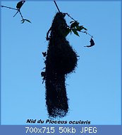 Cliquez sur l'image pour la voir en taille relle

Nom : Ploceus_ocularis,_nes,_c,_Iphithi_NR.jpg
Affichages : 25
Taille : 50,4 Ko
ID : 116990