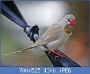 Cliquez sur l'image pour la voir en taille relle

Nom : 1280px-Long-tailed_Finch_RWD2.jpg
Affichages : 45
Taille : 43,0 Ko
ID : 113209