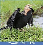 Cliquez sur l'image pour la voir en taille relle

Nom : 1280px-Oriental_darter_in_Chobe_National_Park_01.jpg
Affichages : 71
Taille : 131,0 Ko
ID : 121961